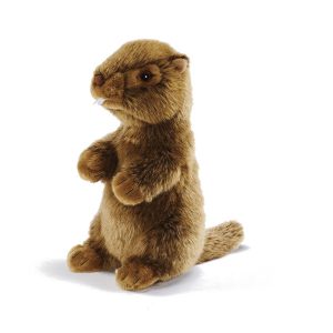 Marmotte Siffleuse