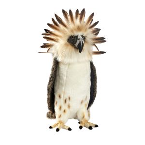 Aigle des Philippines
