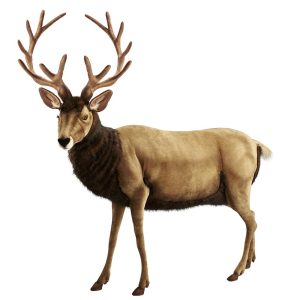 Cerf
