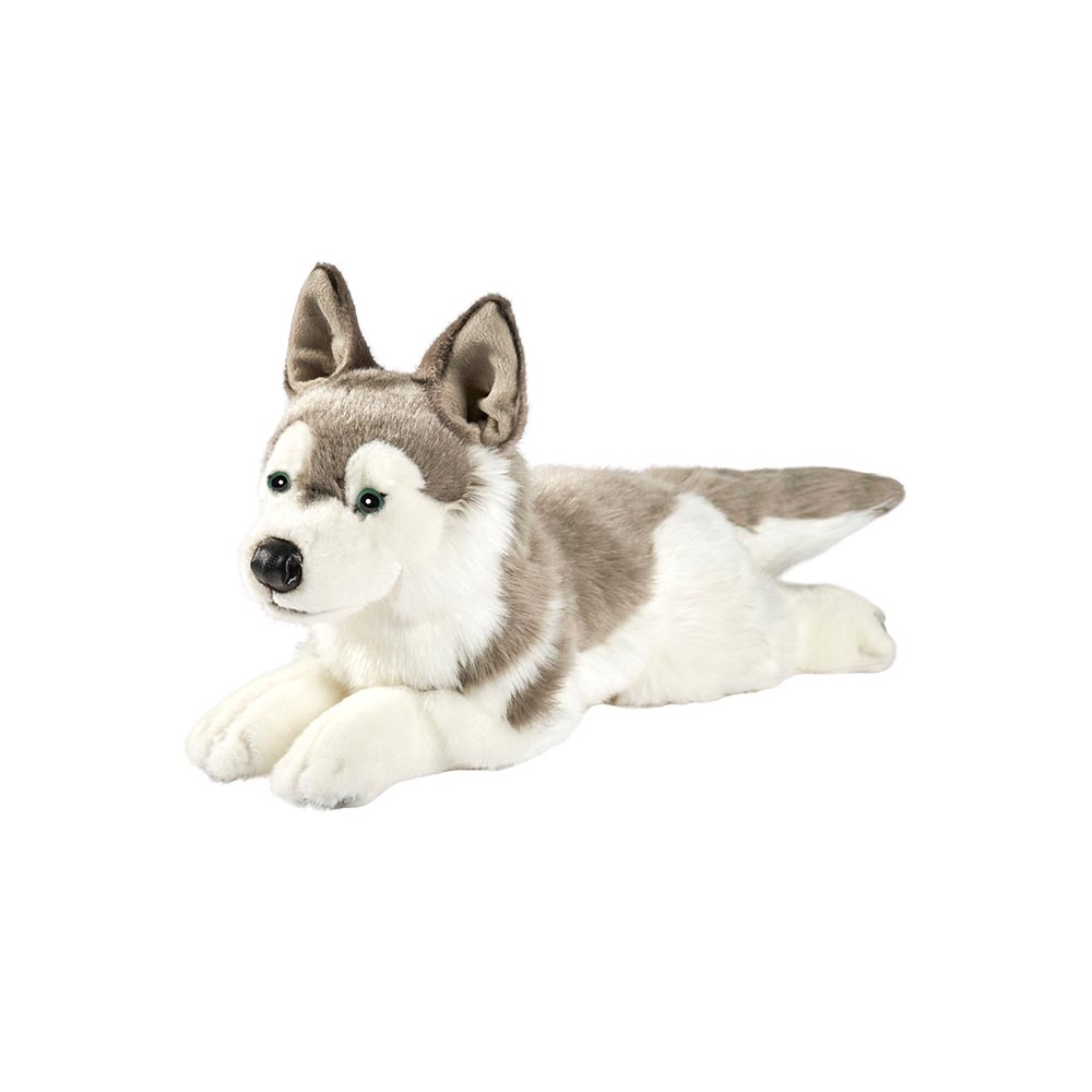 Husky couché – Image 2